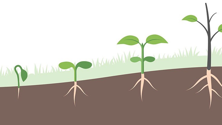 Illustration of plants growing from the soil